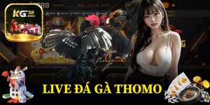 Live Đá Gà Thomo